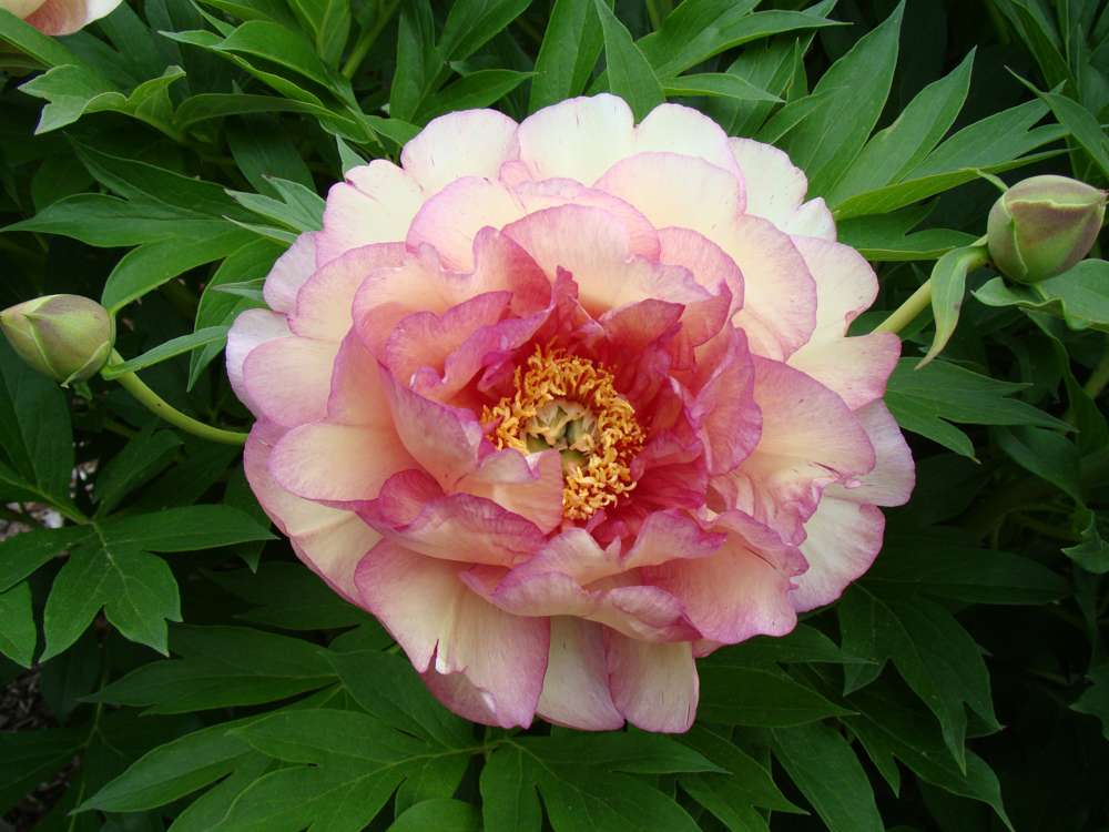 Pæon 'Garden Candy Simply Scrumptious'